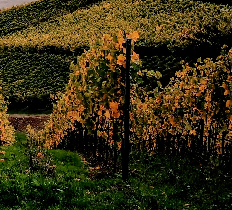 Weinberge in der Nähe von Thüngen, Foto aufgenommen von Michael Eickert nach einer MS Project 2019 Inhouse-Schulung in Thüngen